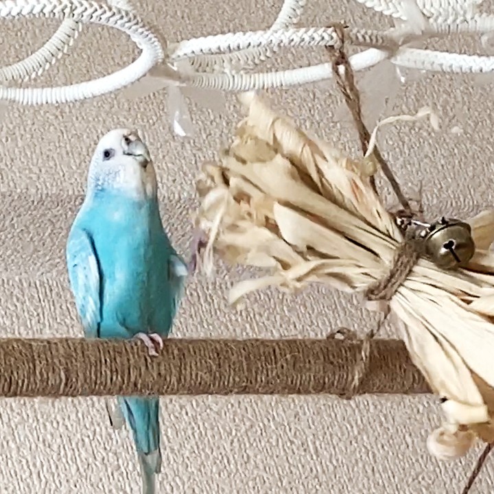 ちゅらちゃんの足技！片足ホールドで遊び中🤣