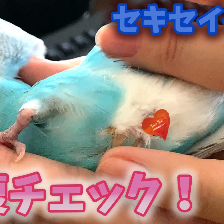 再発？セキセイインコのお腹が気になる