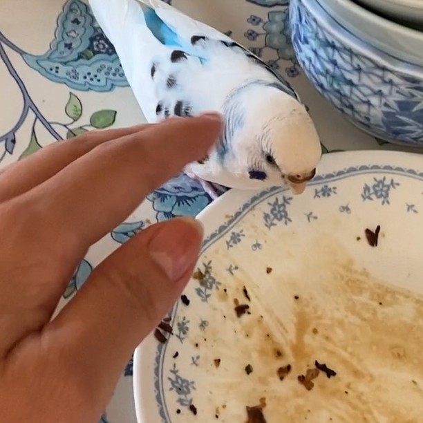 食べたくてたまらない！そらちゃんの味見チャレンジ