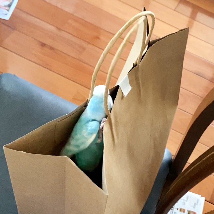 袋＝巣⁉︎ 本能で動くちゅらの行動がかわいすぎる