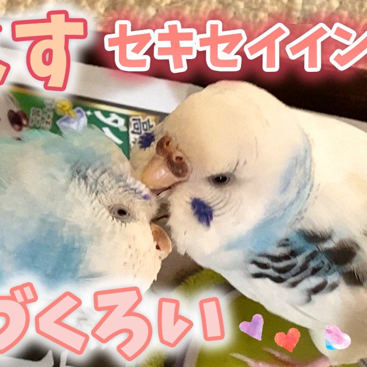 ちゅらちゃんの毛づくろい♡そらちゃんの優しさに癒される瞬間