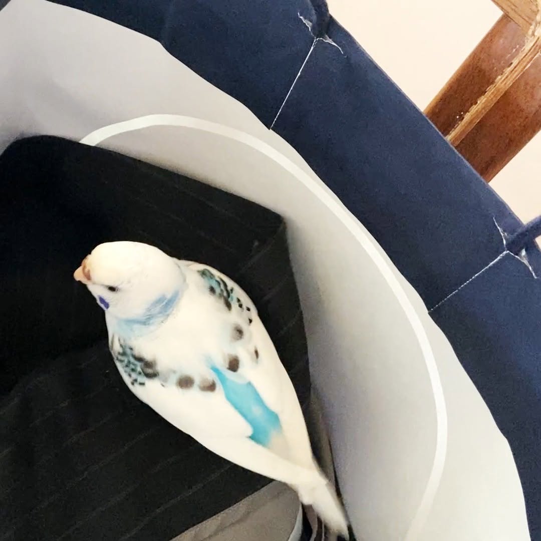 そらちゃんも袋にIN！落ち着く場所見つけた？