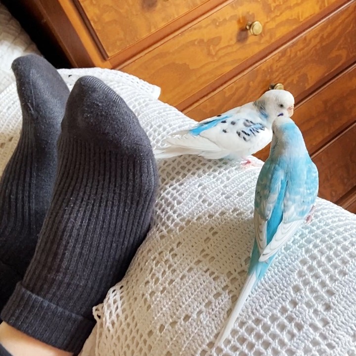 お昼寝中のスキを狙って作戦会議している？セキセイインコ