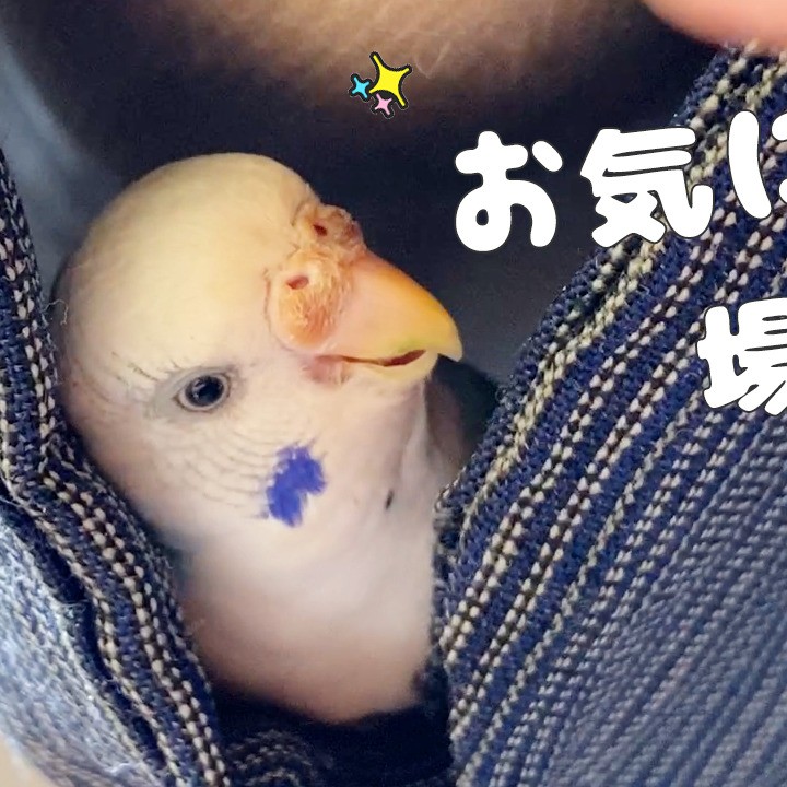 おじいちゃんと一緒にいたいセキセイインコ