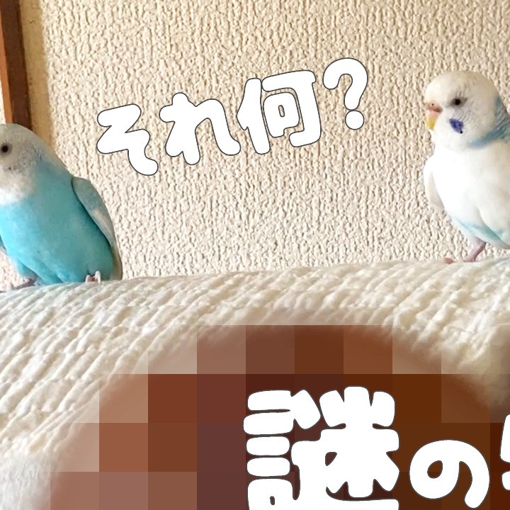 セキセイインコが引き寄せられる謎の物体！