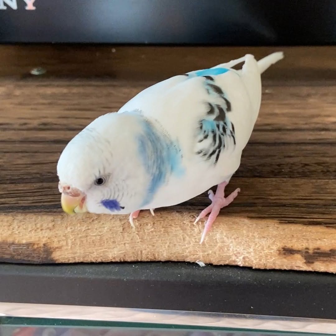 ダメって言ったのに〜！夢中でかじるそらとちゅら🤣