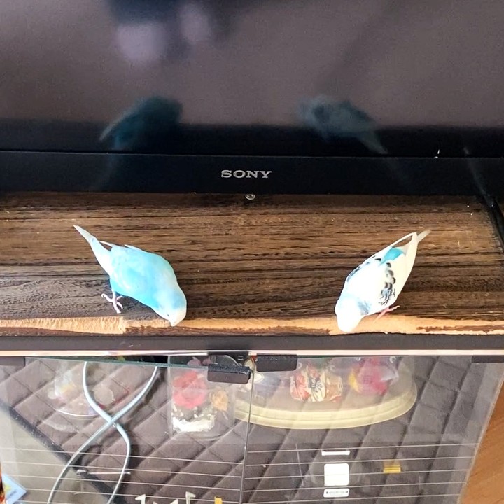 二人でガジガジ！仲良しインコの破壊活動😅