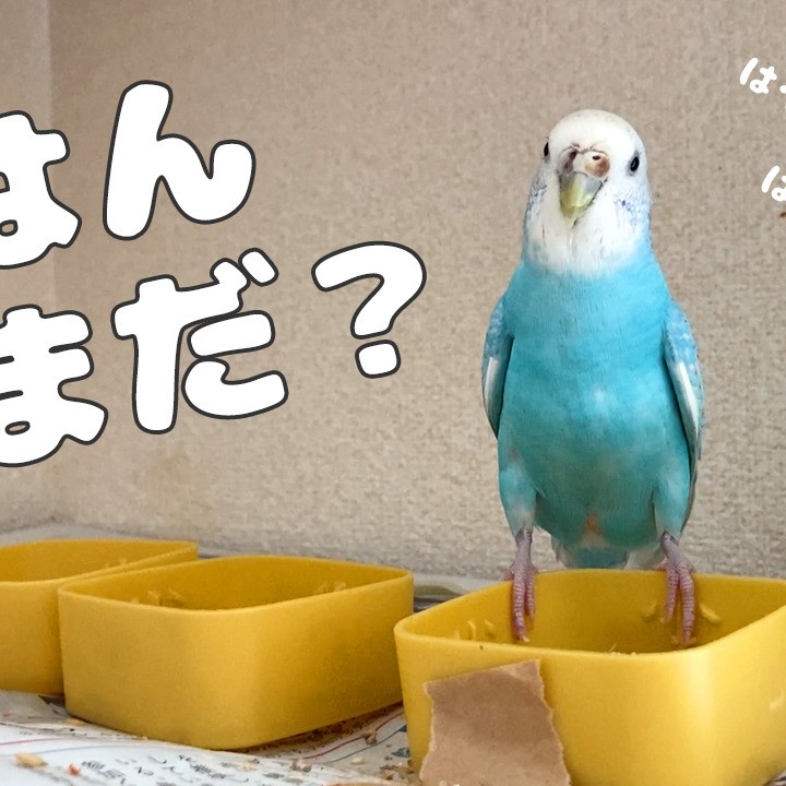 食欲旺盛で体重が減らないセキセイインコ