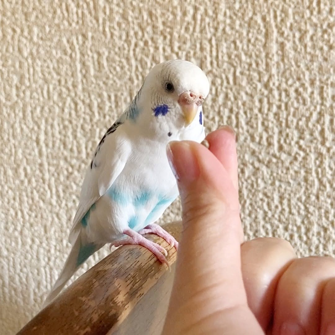 大粒の実と格闘中！？そらちゃんの苦手なもの🍇