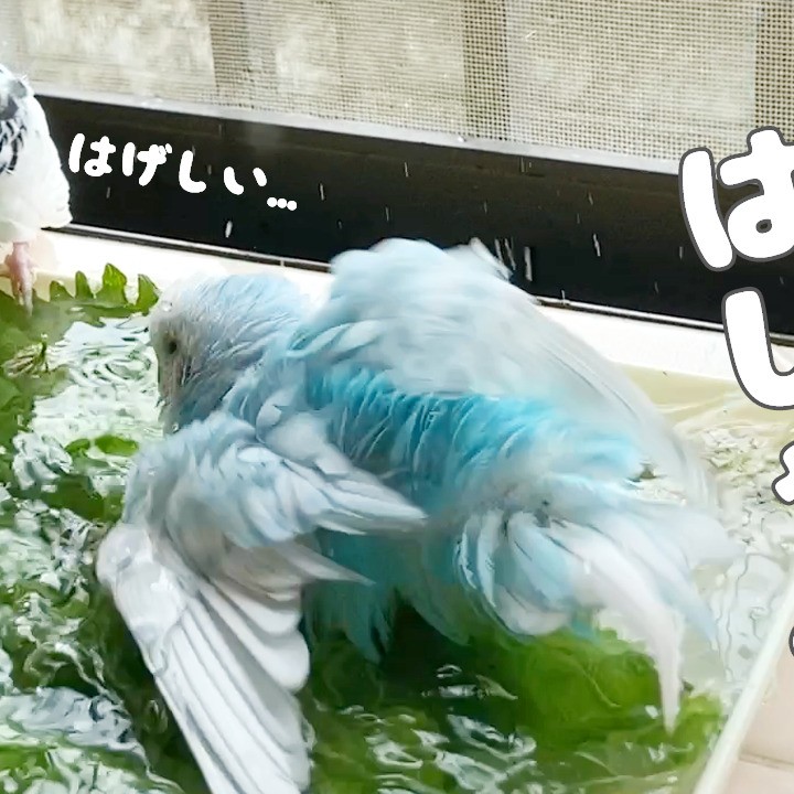 水浴びで激しくはしゃぐセキセイインコたち