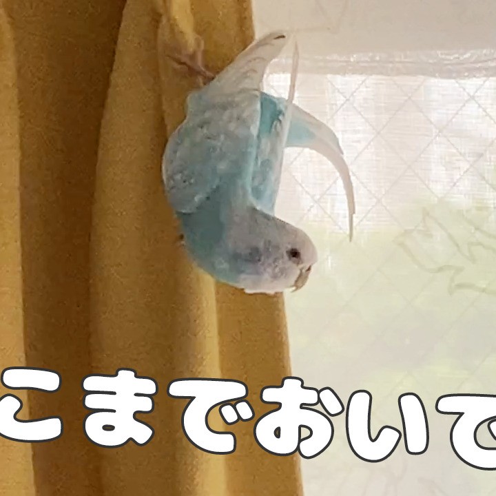 変な遊びを始めたセキセイインコ