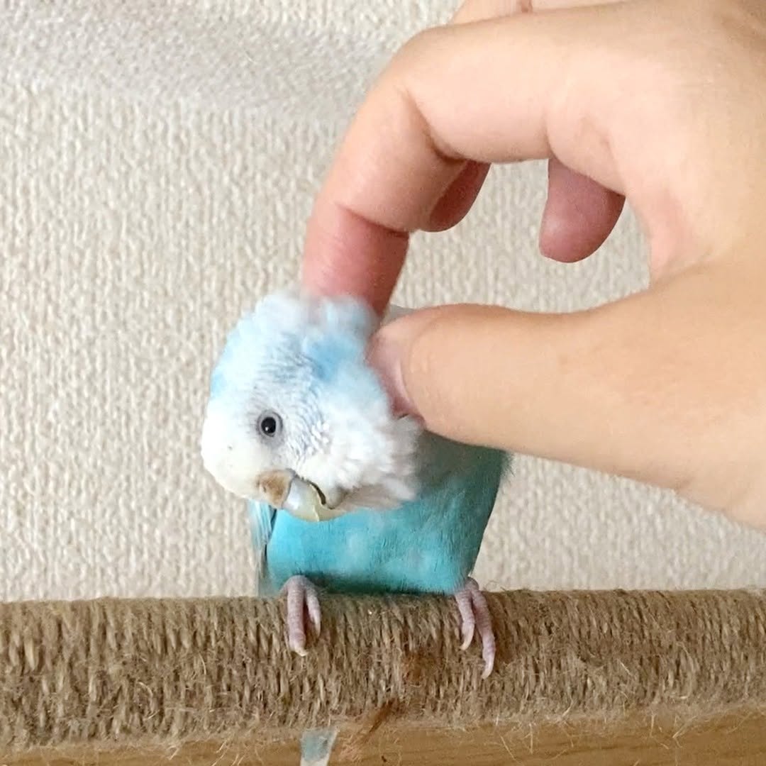 カキカキOKな日、ちゅらちゃんありがとう💛