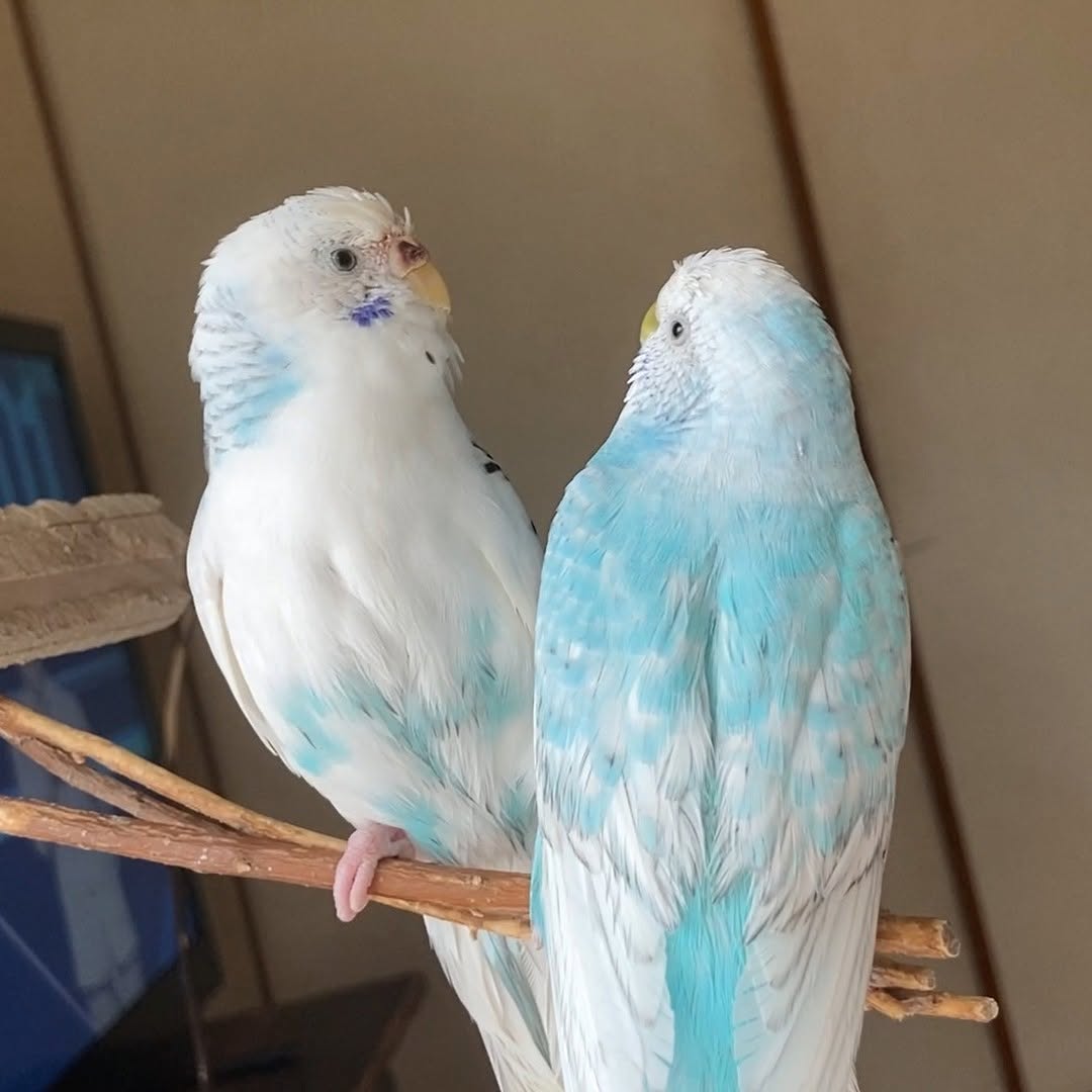 水浴び後の見つめ合いタイム🫧ちゅらとそら