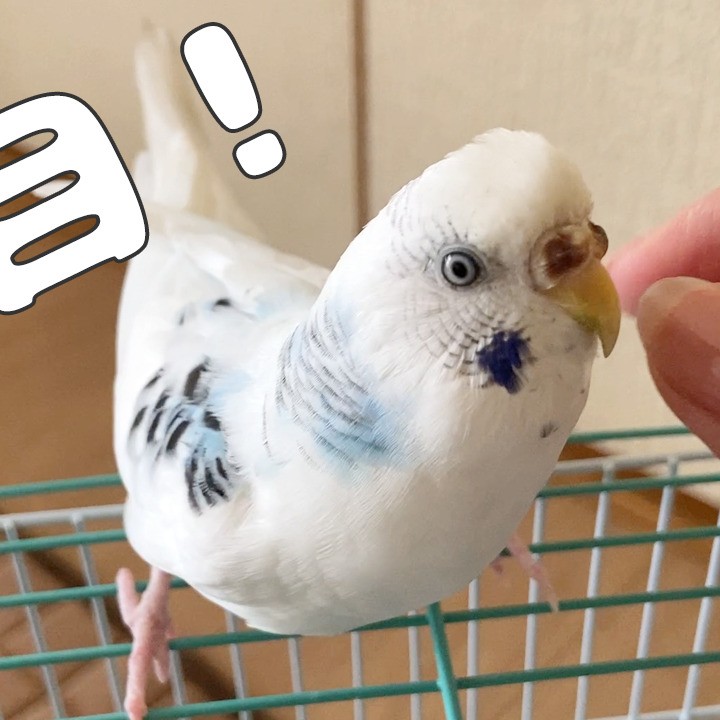 普段は可愛いのにｗ...興奮しすぎて怖い顔になったセキセイインコ