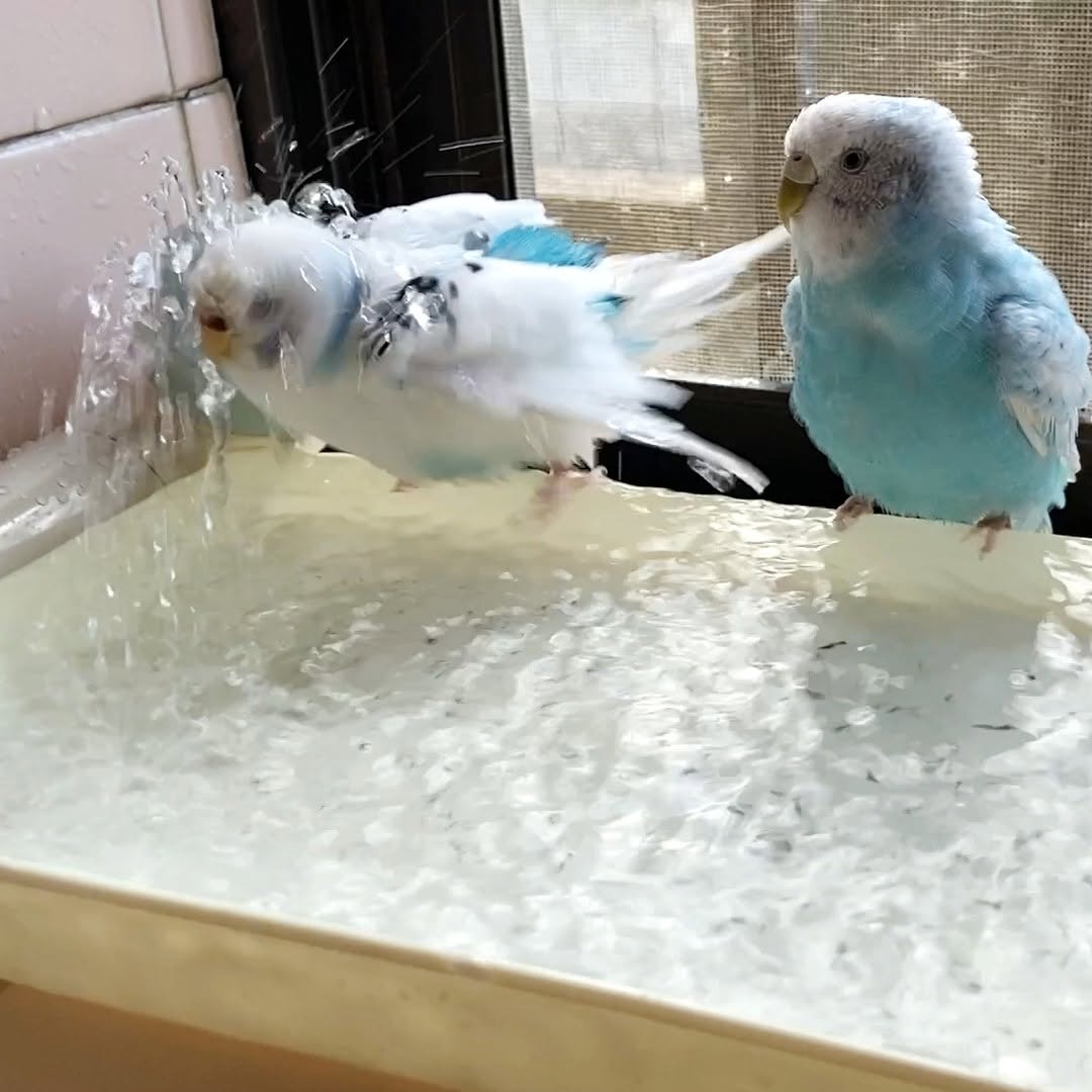 大胆シャワー派のそらちゃん💦愛おしい水浴びタイム