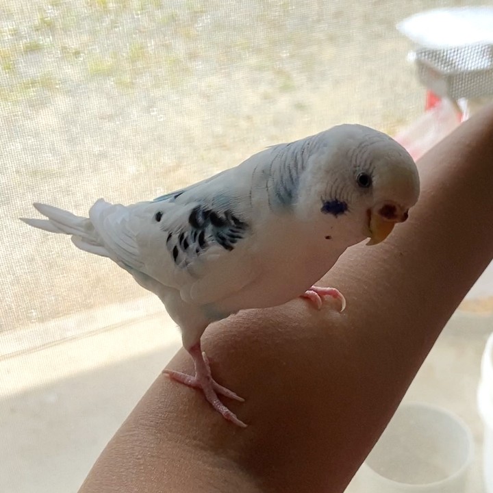 可愛いそらが腕に乗っかると心がくすぐったい💛