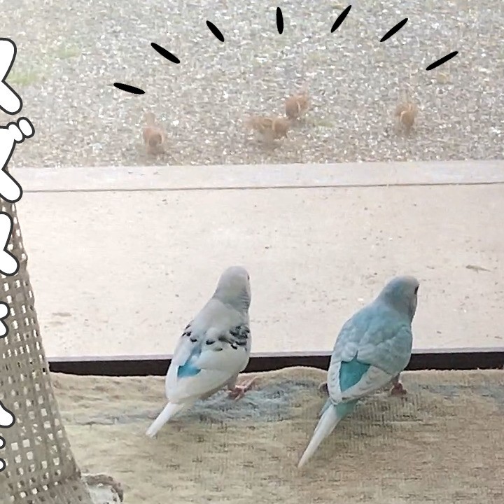 スズメの仲間入りw...スズメに成り切り真似して遊ぶセキセイインコ