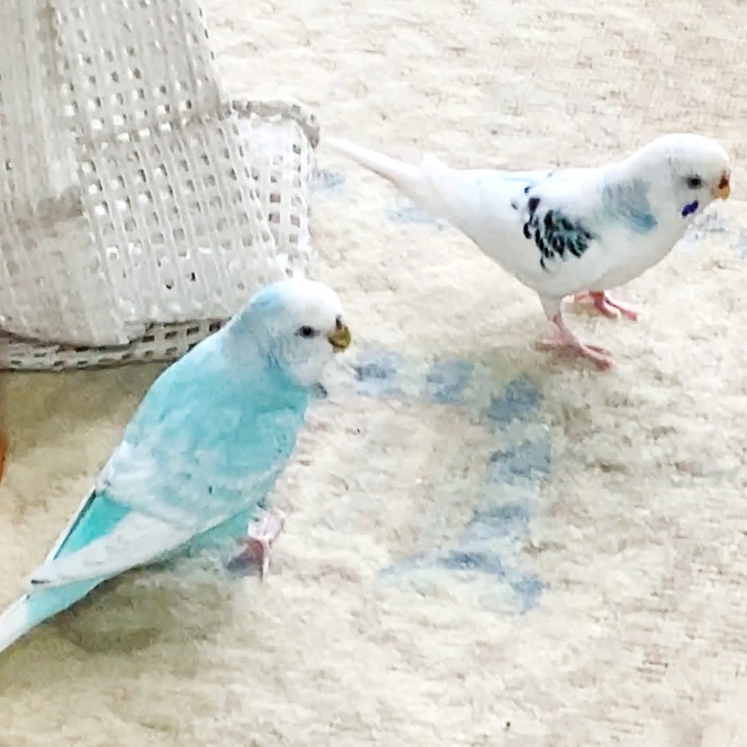 ちゅらとそらが床で歩き回る姿が可愛い💕