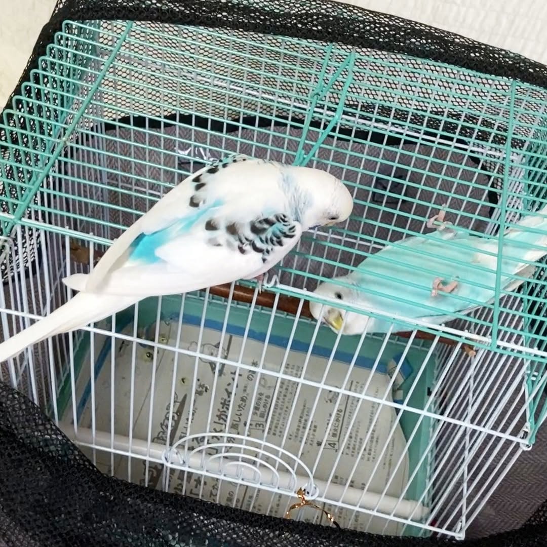 ちゅらとそら、帰る時間が近づいてきたよ😭