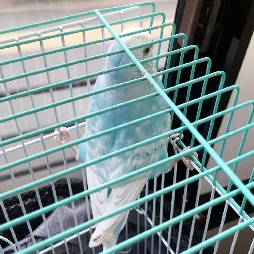 バスに揺られて帰るちゅら、寂しそうな窓の外