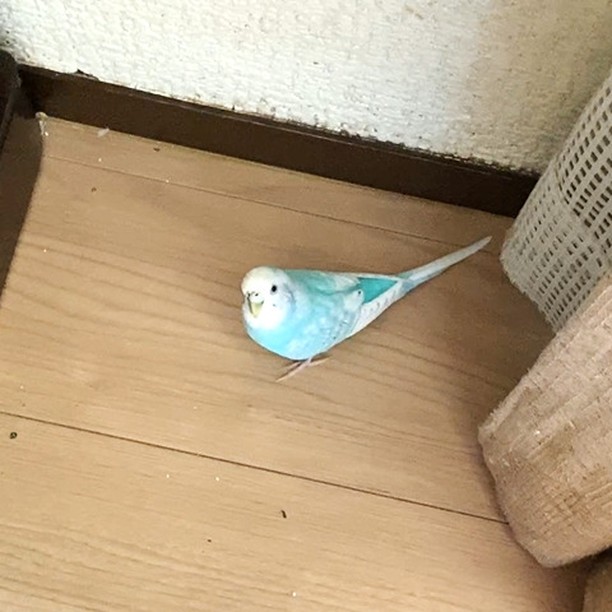 ちゅらが探している💧そらちゃんがいた場所