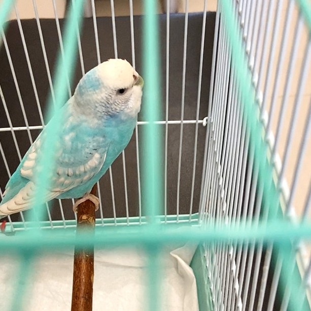 ちゅらちゃん、病院で不安そうに待機中