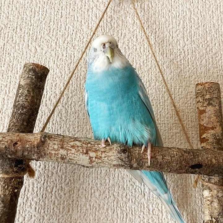 ちゅらのヘルニア再発で具合悪そう…