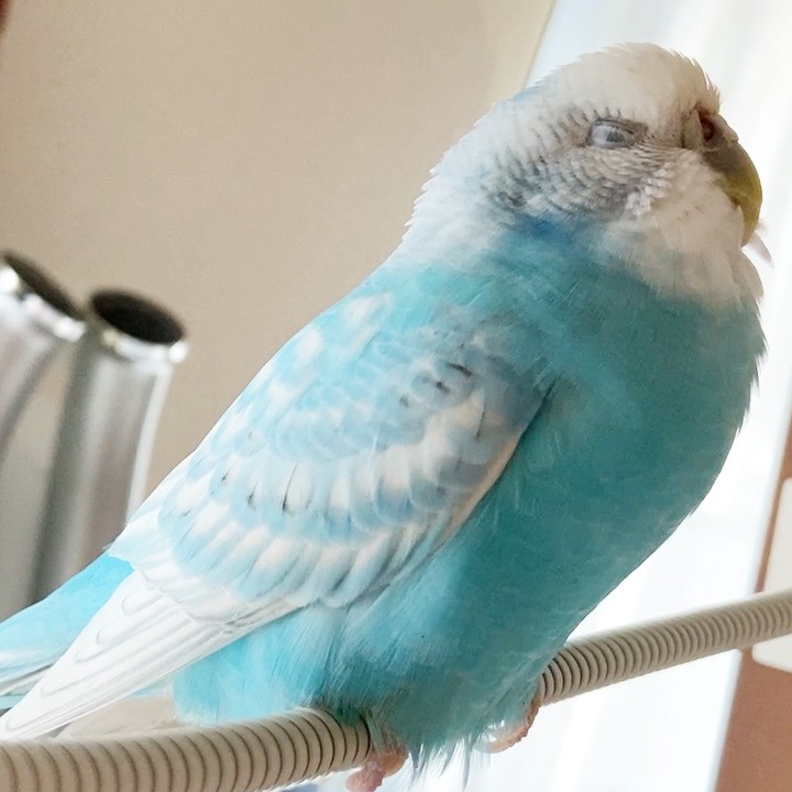 ちゅらの調子が良くありません...具合が悪いセキセイインコ