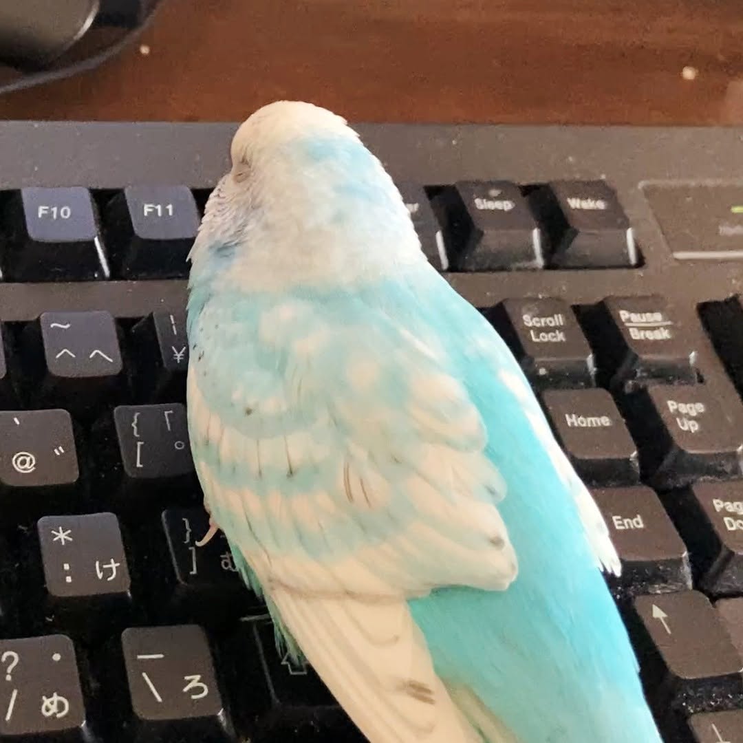 私の目の届くところにいてくれるちゅら