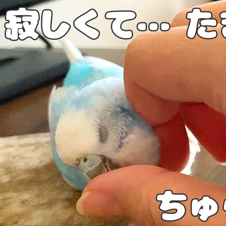 5年3ヶ月セキセイインコの寿命半分しか育てる事が出来ませんでした...