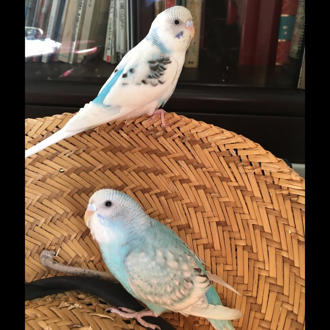 大好きだよ❤️ 忘れないよ…ありがとう | 幼いそらとちゅらの夏の思い出