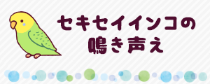 セキセイインコの鳴き声