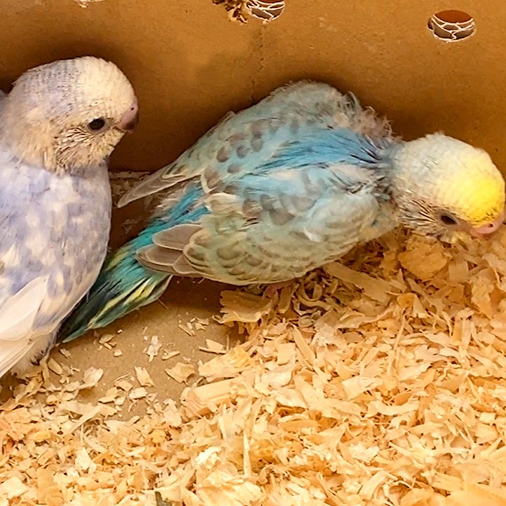 セキセイインコの雛をお迎えしました【バイオレット・レインボー】