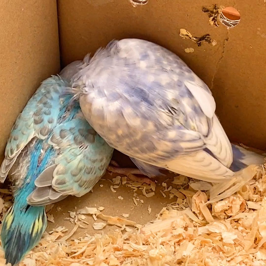 ぷぷ💛頭かくして尻隠さずだよん