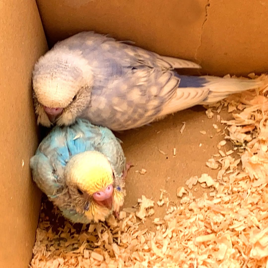 かわいこちゃん🥰