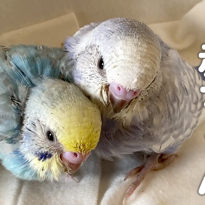 セキセイインコの赤ちゃん【ヨチヨチ歩きの雛の可愛さ期間限定♡】