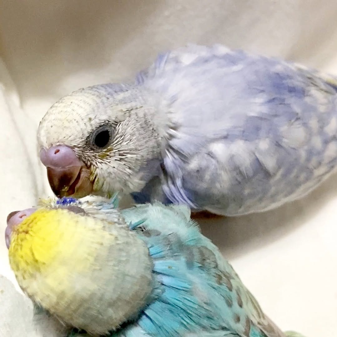 寄り添って、繕いあって微笑ましい🥰