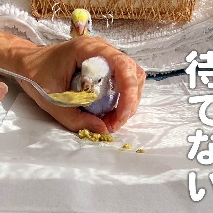 セキセイインコの雛がとった驚きの行動がこちら♡【挿し餌】
