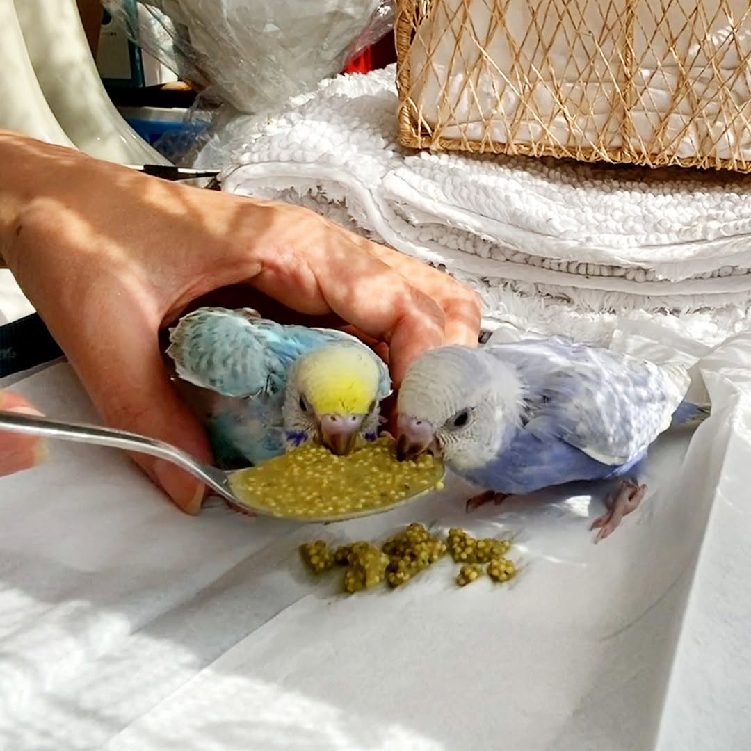 仲良くさし餌を食べるセキセイインコの赤ちゃん