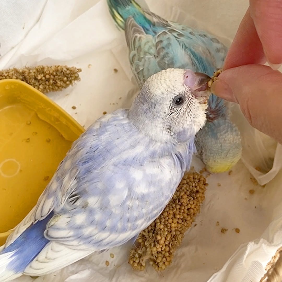 大人餌が食べたい雛の赤ちゃん😋