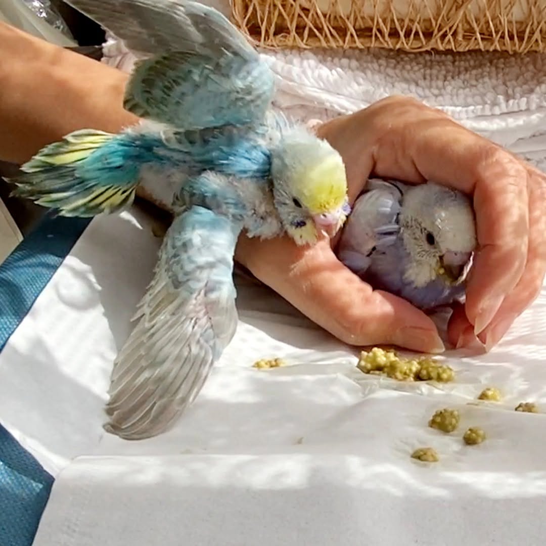 待てない〜！とヨチヨチ食いしん坊キキちゃん登場😋