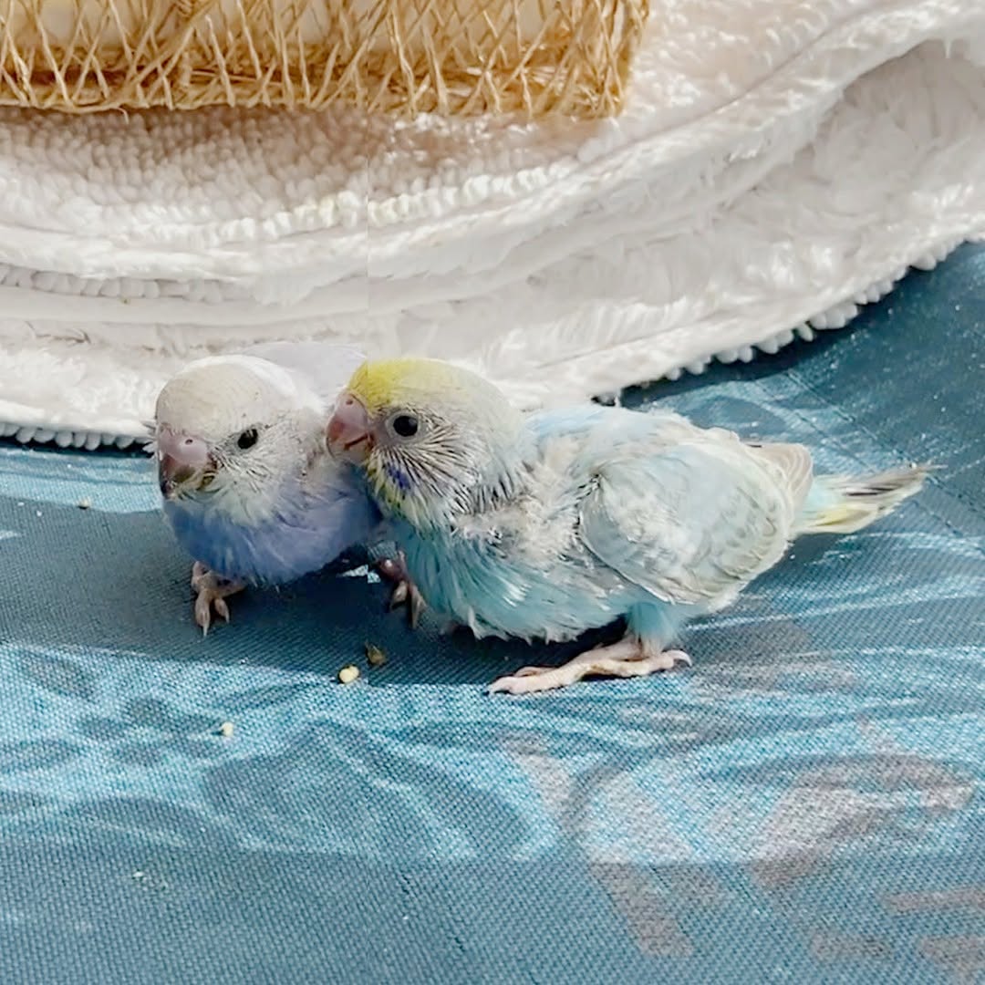 大人餌が食べたい雛の赤ちゃん😋