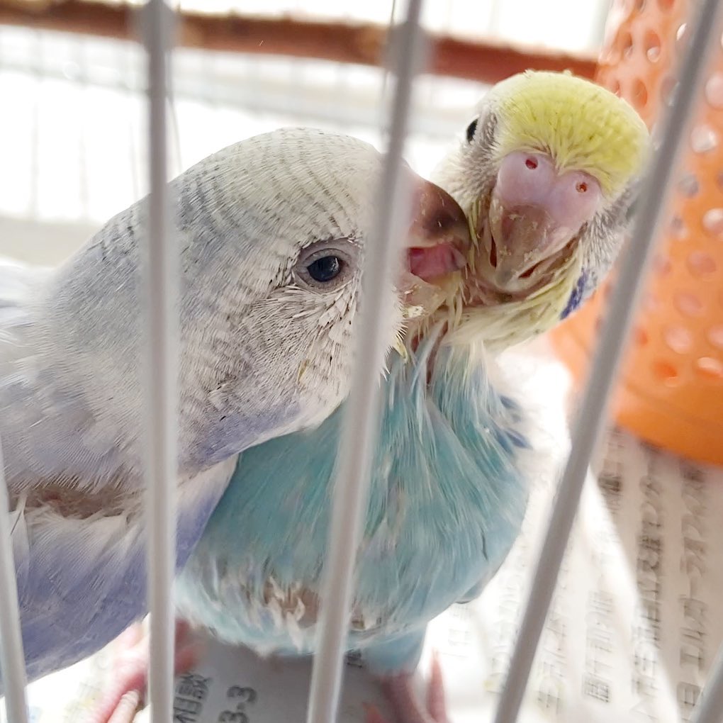 赤ちゃんなのに相思相愛🥰セキセイインコ