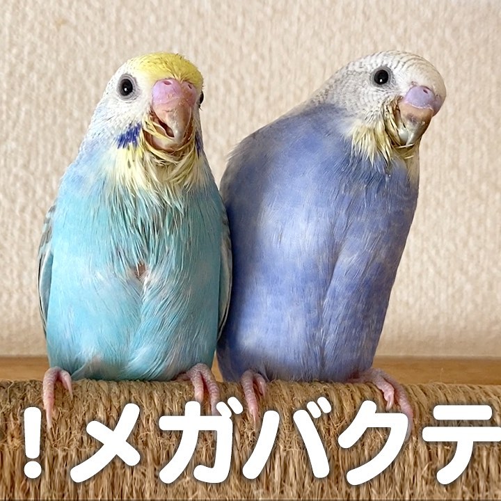 【メガバクテリアの症状】知らないと手遅れに！