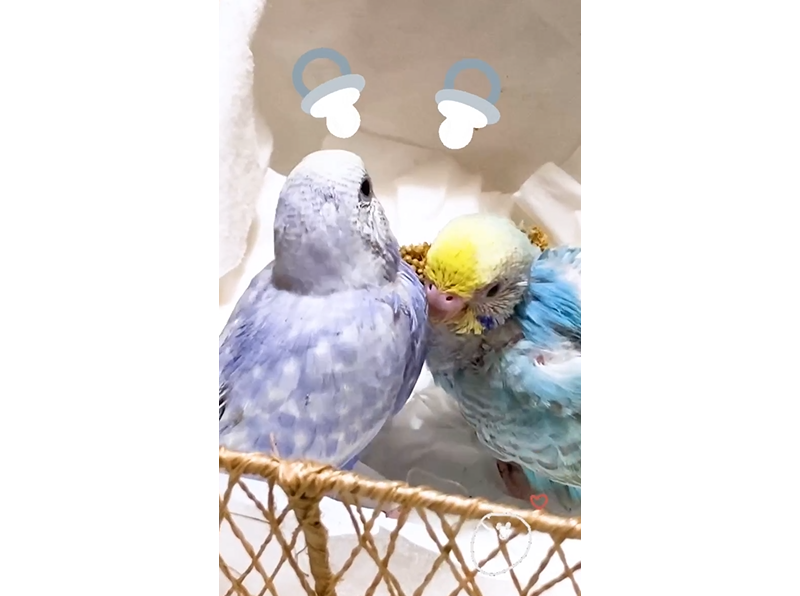 バブバブ♪セキセイインコの赤ちゃん