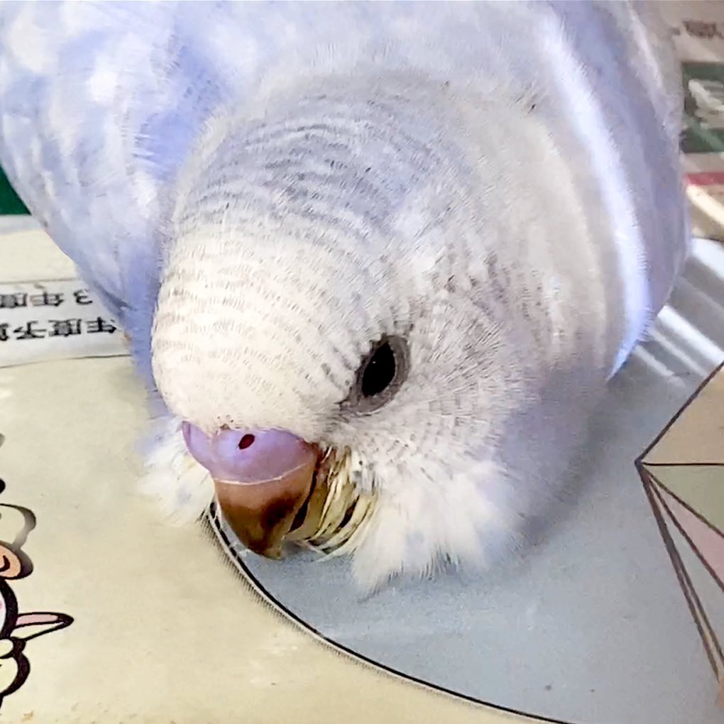 ねむねむムーちゃん💤ピッタリお腹がたまらない幼鳥時代