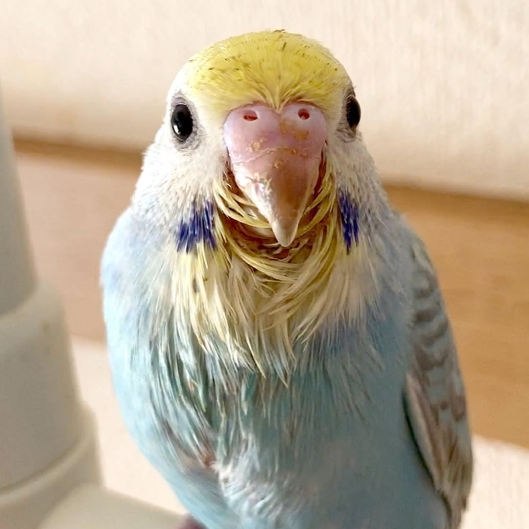 くりくりおめめにきゅん🥰きゅるるん幼鳥キキちゃん