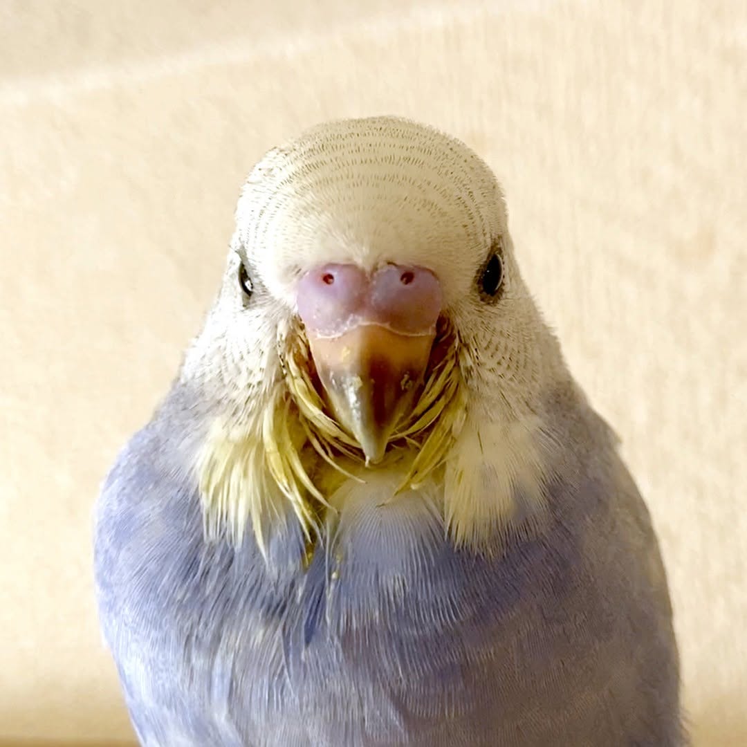 幼顔が尊い…💛真顔でも可愛すぎるアップショット