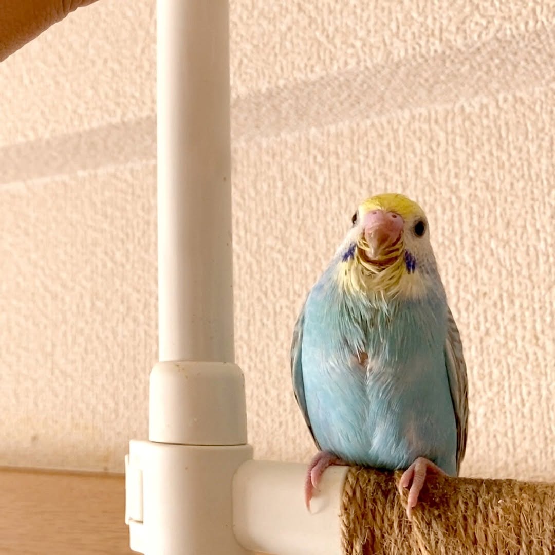 ぽてっと体形が愛おしい💛上目づかいのキキちゃんにズキュン！