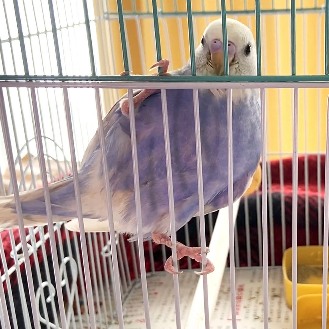 怖がりムーちゃんが成長！ケージから出たくてウズウズ